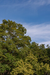 木々と青空