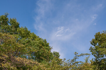 木々と青空
