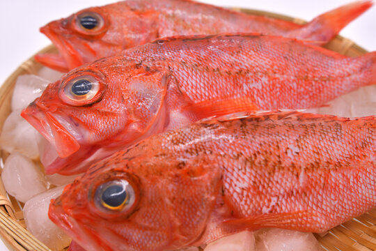 下処理してザルに盛りつけられたカサゴ