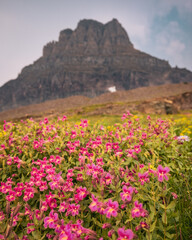 Obraz premium Logan Pass Glacier