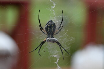 Garden Spider with a Trapped Fly