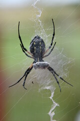 Garden Spider with a Trapped Fly
