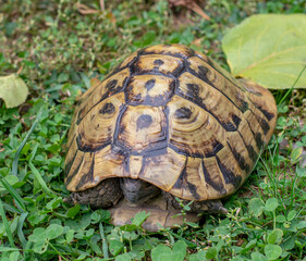 Hermann's tortoise (Testudo hermanni) on green grass in autumn. Close up. Detail.