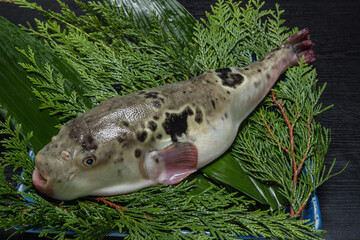 とらふぐ（とらフグ）