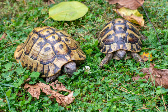 Hermann's tortoise (Testudo hermanni) on green grass in autumn. Close up. Detail.