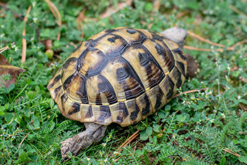 Hermann's tortoise (Testudo hermanni) on green grass in autumn. Close up. Detail.