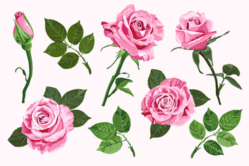 Pink vector roses elements set isolated on the white background