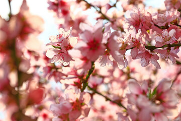 Fototapeta na wymiar Beautiful peach blossom