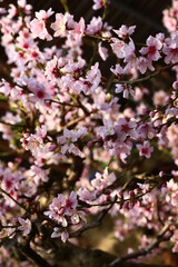 Beautiful peach blossom