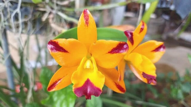 Two orange orchids swayed by the wind. Cattleya is a species of orchid. It smells so good when the wind blows when we breathe.