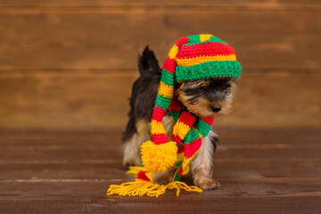 Yorkshire terrier puppy lying on a wooden background with a multicolored knitted scarf around his neck and a cap on his head