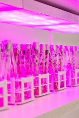 Plants in test tubes with a nutrient solution under ultraviolet rays on a shelf in a laboratory. plant research for the agricultural industry concept