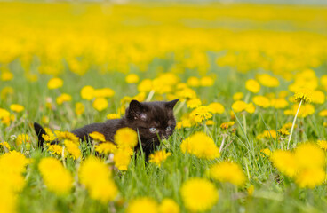 Fototapeta na wymiar A fluffy black kitten is hiding among the yellow dandelion flowers on the field. Stretched horizontal image for banner