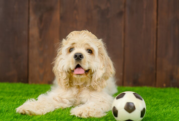 An American Cocker Spaniel puppy lying next to a soccer ball in the backyard of a house on the green grass of the lawn and waiting to be played with