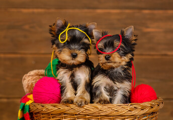 Two yorkshire terrier puppies sitting in a wicker basket with multi-colored woolen balls on a wooden background with many threads on the head
