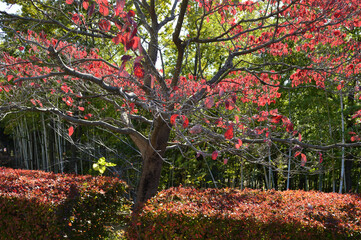 Naklejka premium A symbol of autumn. A tree whose leaves have changed to red on a clear morning