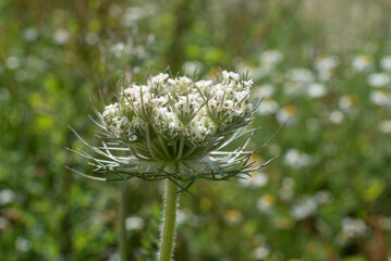 close-up of the umbel of a wild carrot - obrazy, fototapety, plakaty