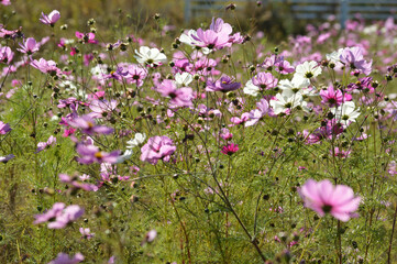 Cosmos clustered on a clear autumn day, many white and pink flowers are in bloom
