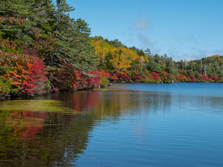 長野・紅葉の白駒の池