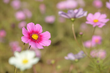 Cosmos clustered on a clear autumn day, many white and pink flowers are in bloom