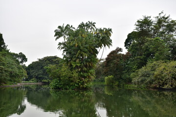 Botanic Garden, Singapore National 
Park, Central Swan Lake, Sharp Focus, School of F/16