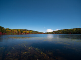 長野・紅葉の白駒の池