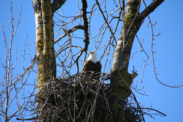 A bald eagle sitting in its nest