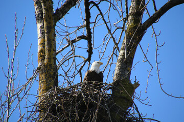 A bald eagle sitting in its nest