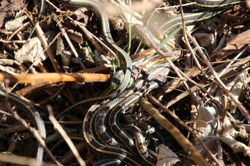 A number of intertwined garter snakes