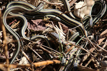 A number of intertwined garter snakes