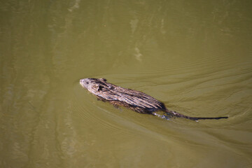 A muskrat swimming in a pond