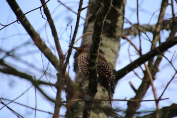 A northern flicker woodpecker perched on a branch