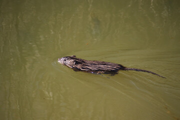 A muskrat swimming in a pond