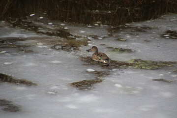 A female mallard duck swimming