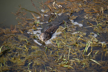 A muskrat swimming in a grass and algae filled ditch