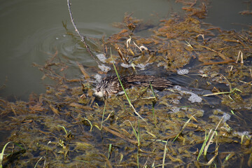 A muskrat swimming in a grass and algae filled ditch