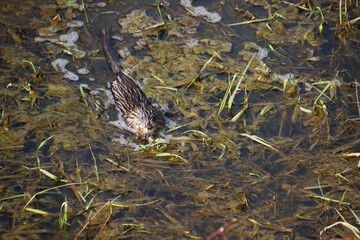 A muskrat swimming in a grass and algae filled ditch