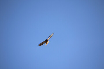 A hawk flying in the air