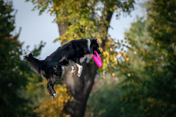 Fototapeta Skaczący pies łapie freezbee obraz