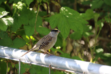 A Golden Crown Kinglet perched on a metal cross pole
