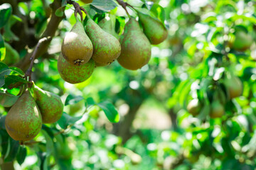 Closeup of pears tree branch with ripe juicy fruits in summer garden