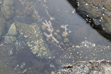 A tidal pool with shells on the bottom