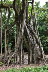 Urban Nature, Big roots Tree, Botanic Garden