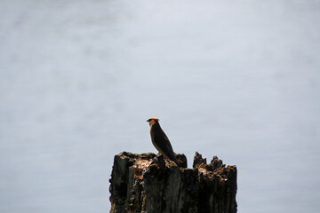 A cedar waxwing perched on a rotting tree stump