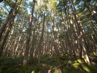 長野・秋の白駒の森（白駒の池までの道）