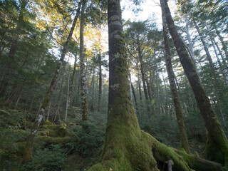 長野・秋の白駒の森（白駒の池までの道）