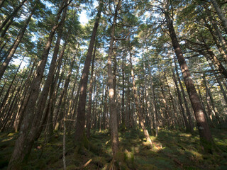 長野・秋の白駒の森（白駒の池までの道）