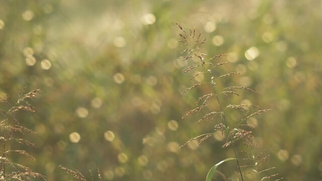 アシの林_朝景_11