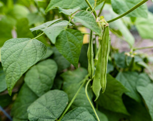 Green bean pods hang on the farm. Bean garden