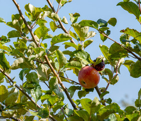 An apple on a tree next to a rotten fruit.